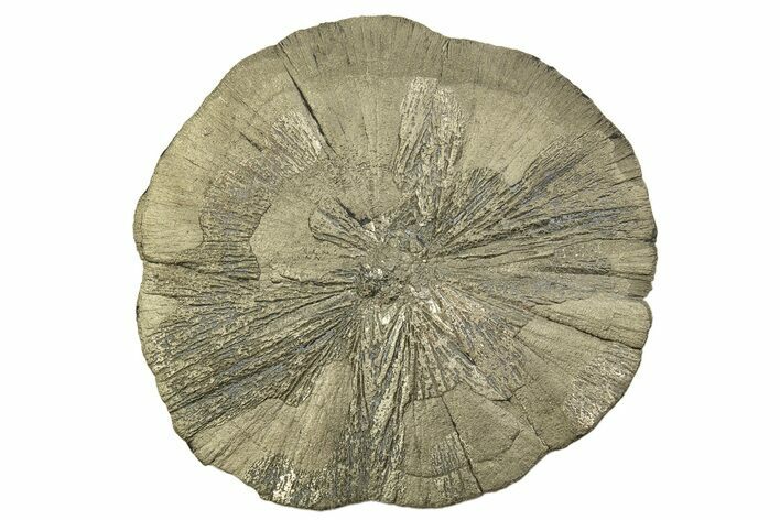 Large, Pyrite Sun - Sparta, Illinois #315845